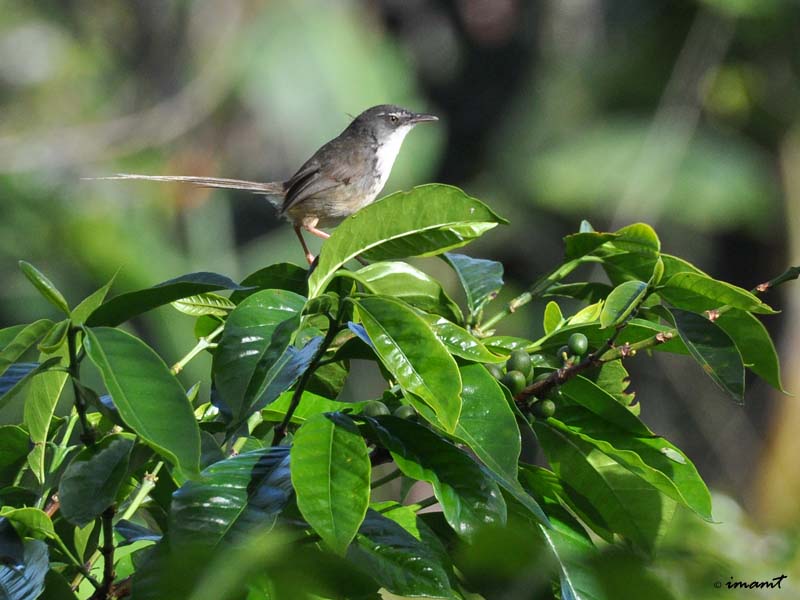 Detail Gambar Burung Kopi Kopi Nomer 36