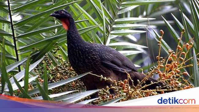 Detail Gambar Burung Kopi Kopi Nomer 44