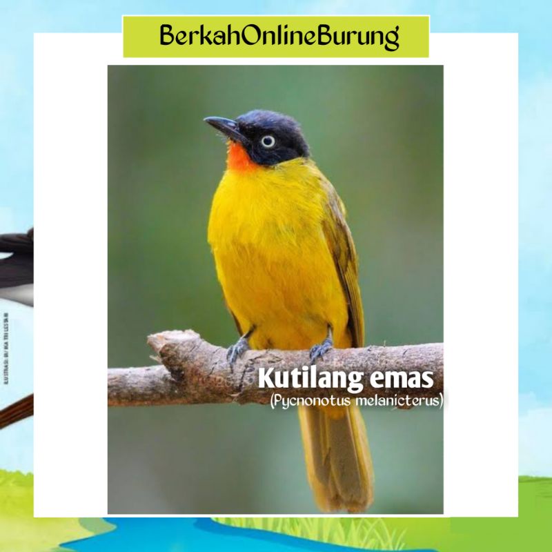 Detail Gambar Burung Kutilang Emas Nomer 30