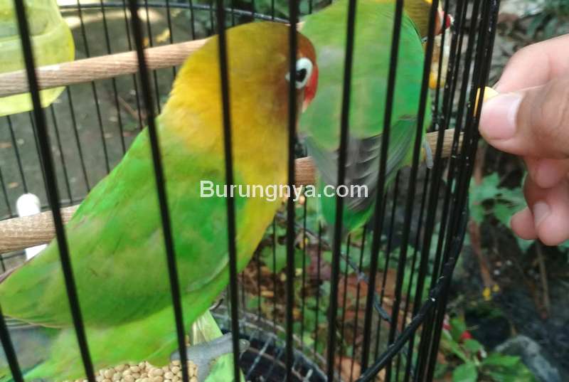 Detail Gambar Burung Labet Nomer 47