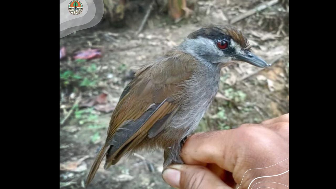 Detail Gambar Burung Lagka Da Keteraga Nomer 30