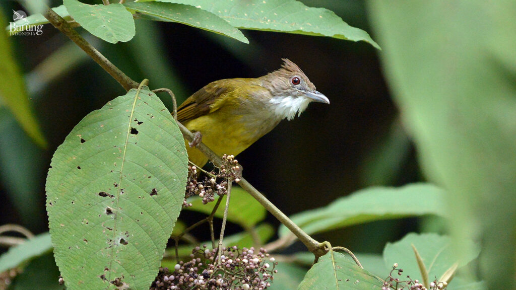 Detail Gambar Burung Lagka Da Keteraga Nomer 53