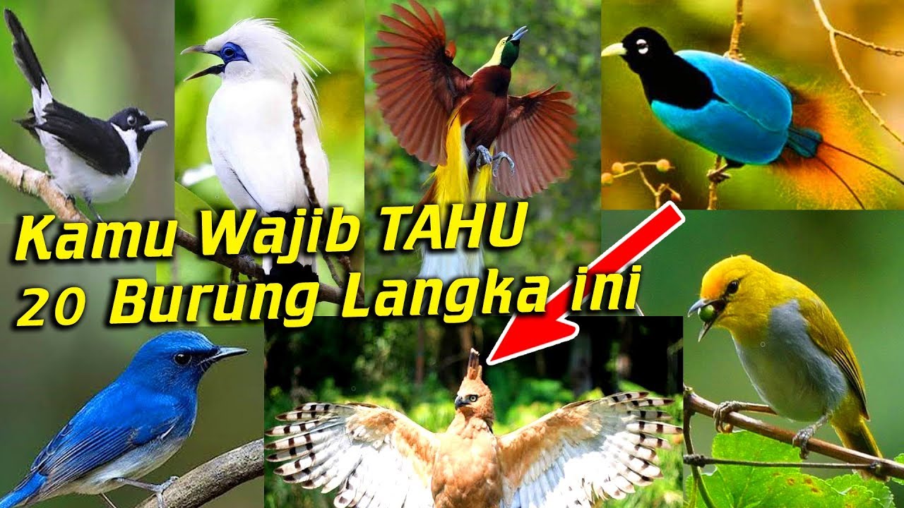 Detail Gambar Burung Langka Nomer 23