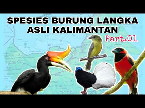 Detail Gambar Burung Langka Nomer 47