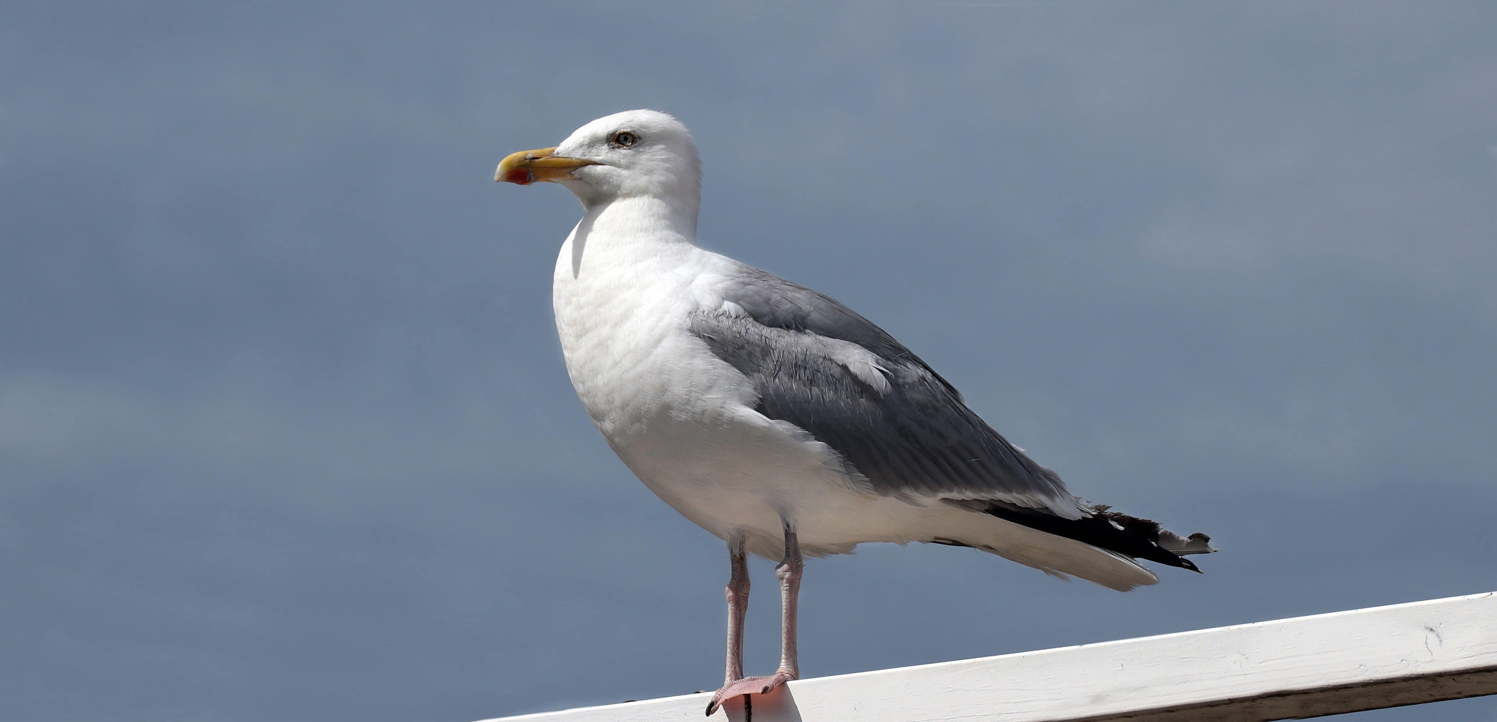 Detail Gambar Burung Laut Nomer 13