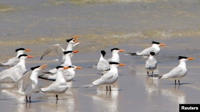 Detail Gambar Burung Laut Nomer 16