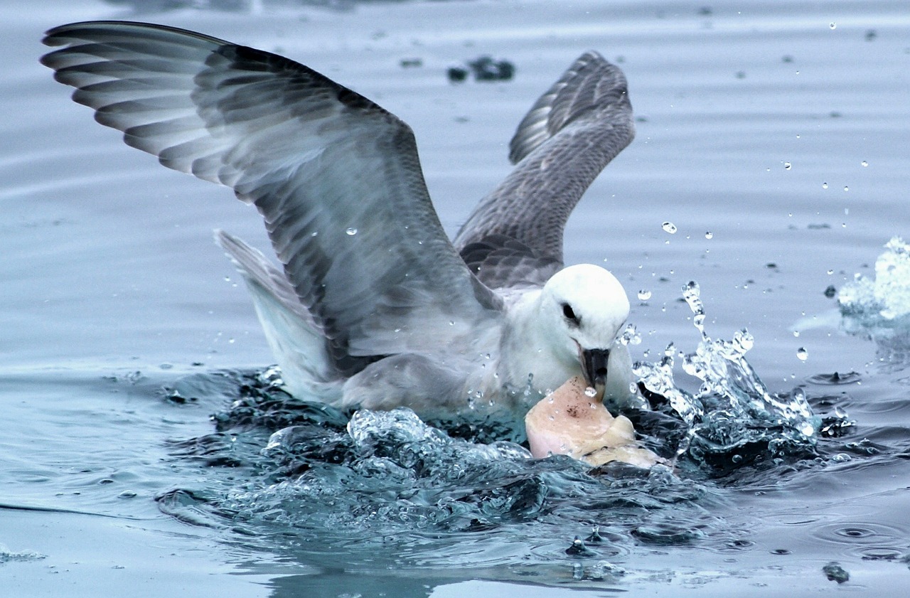 Detail Gambar Burung Laut Nomer 18