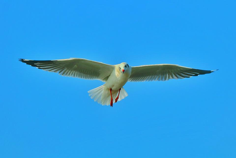 Detail Gambar Burung Laut Nomer 25