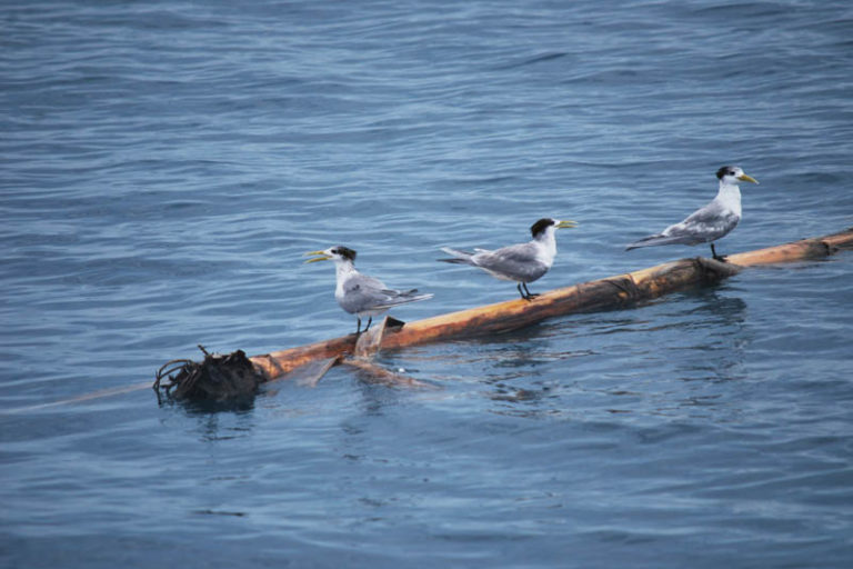 Detail Gambar Burung Laut Nomer 28