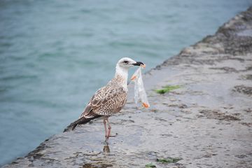 Detail Gambar Burung Laut Nomer 30