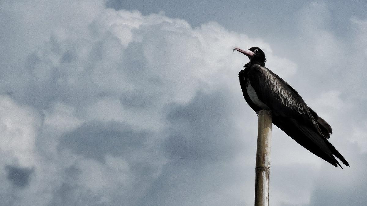 Detail Gambar Burung Laut Nomer 31