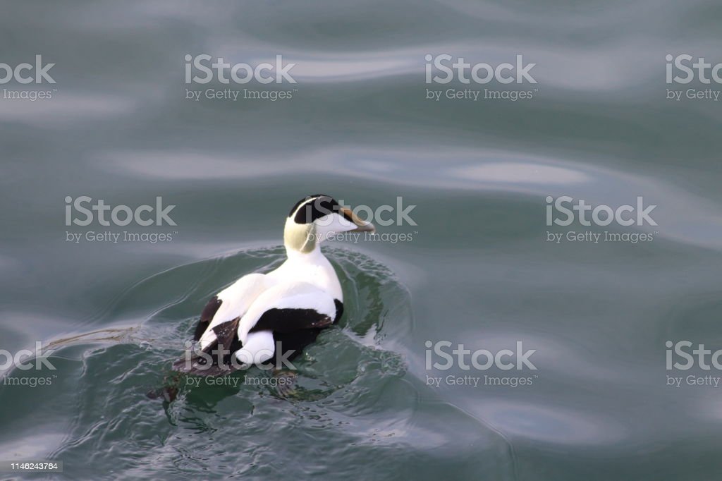 Detail Gambar Burung Laut Nomer 32