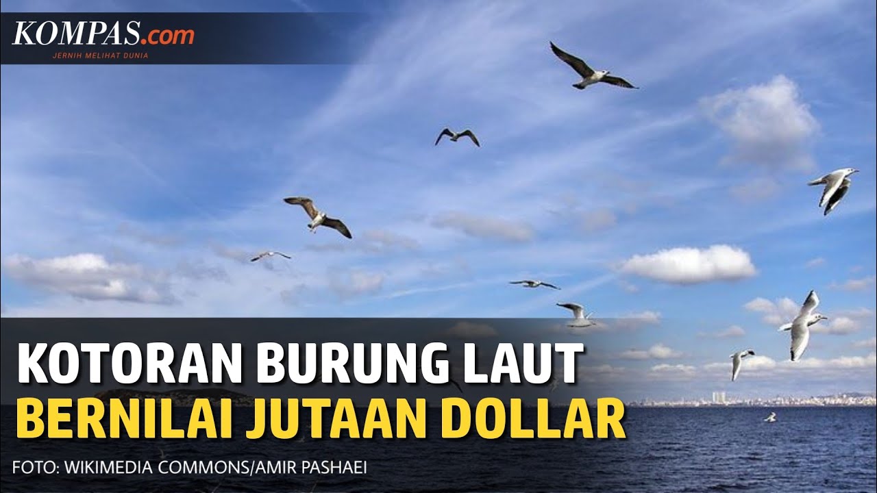 Detail Gambar Burung Laut Nomer 33