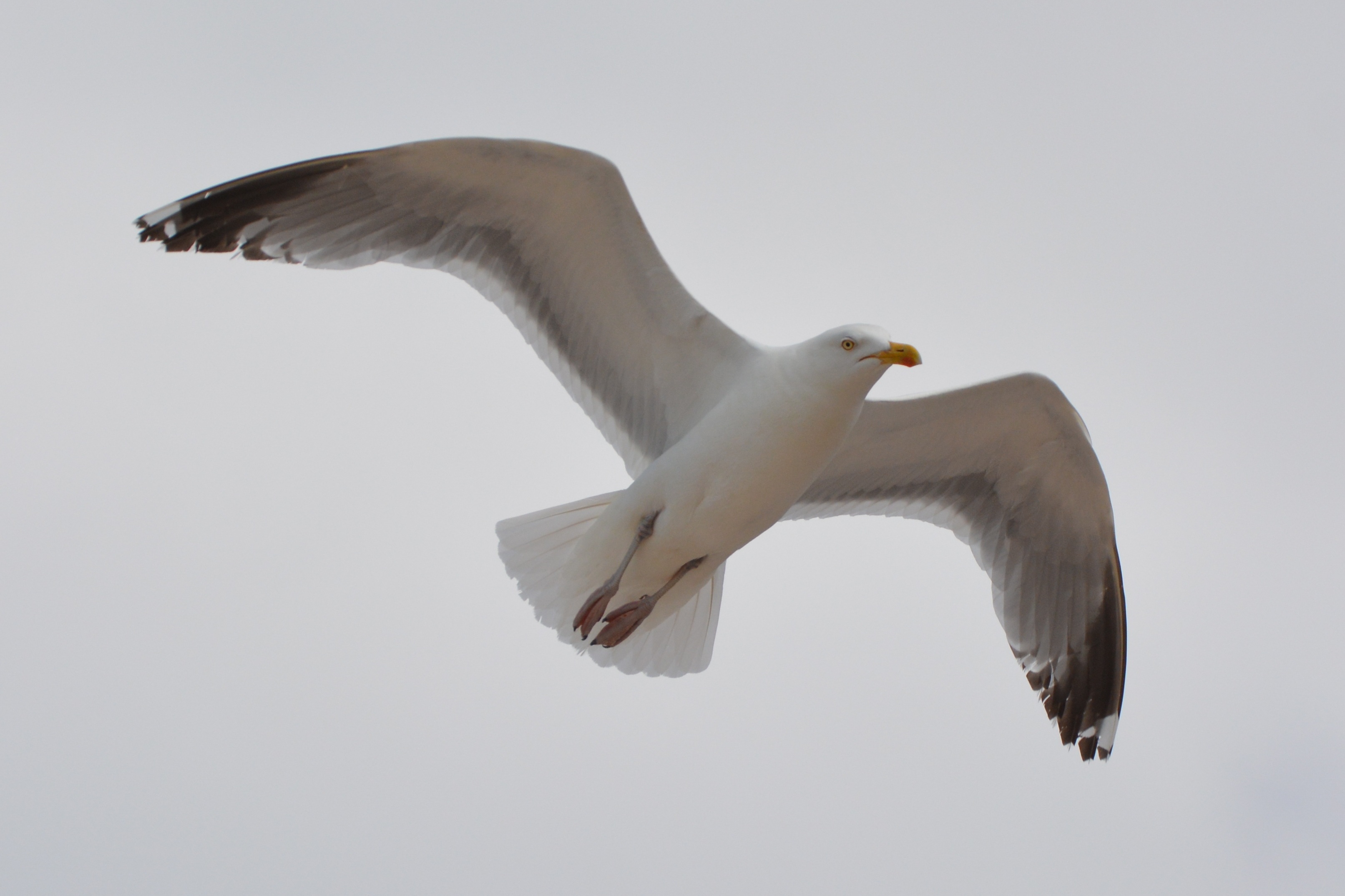 Detail Gambar Burung Laut Nomer 40