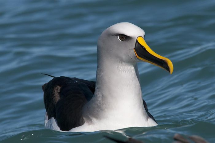 Detail Gambar Burung Laut Nomer 46