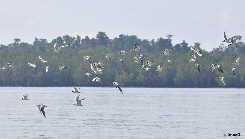 Detail Gambar Burung Laut Nomer 49