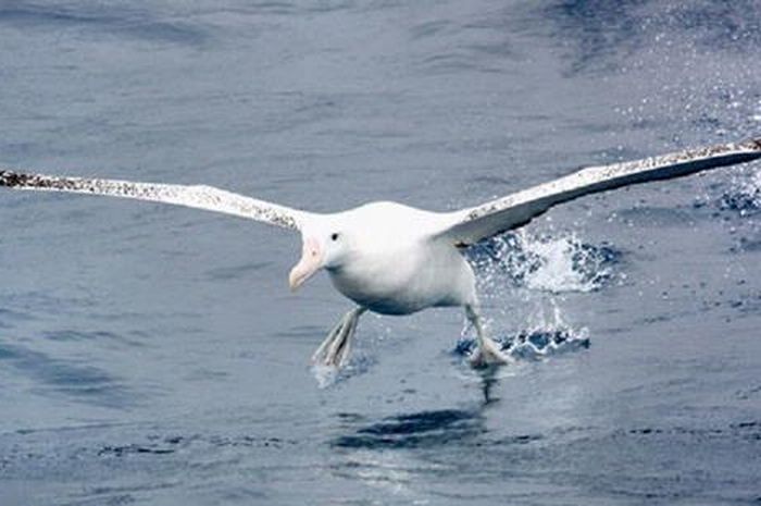 Detail Gambar Burung Laut Nomer 50