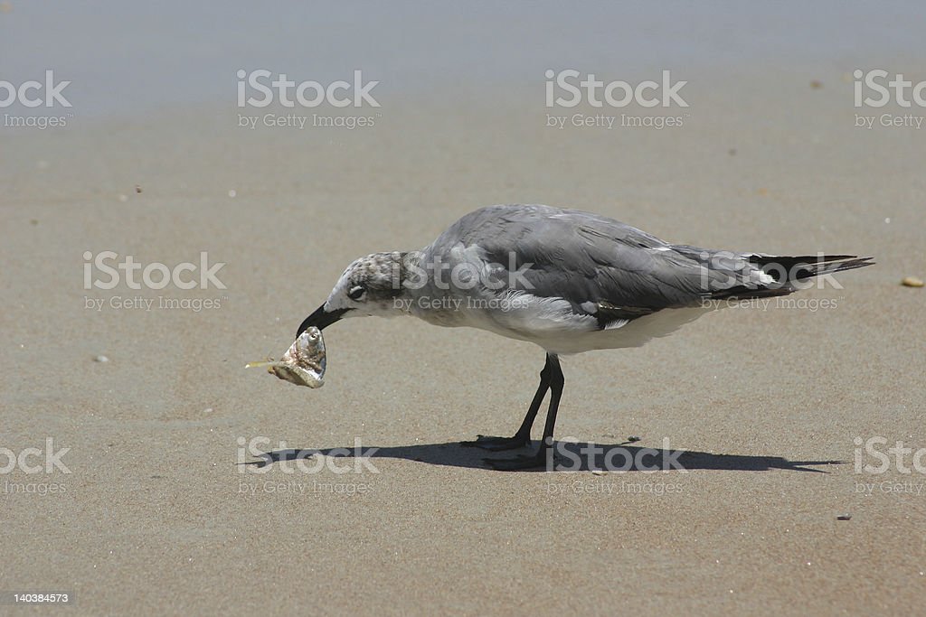 Detail Gambar Burung Laut Nomer 52