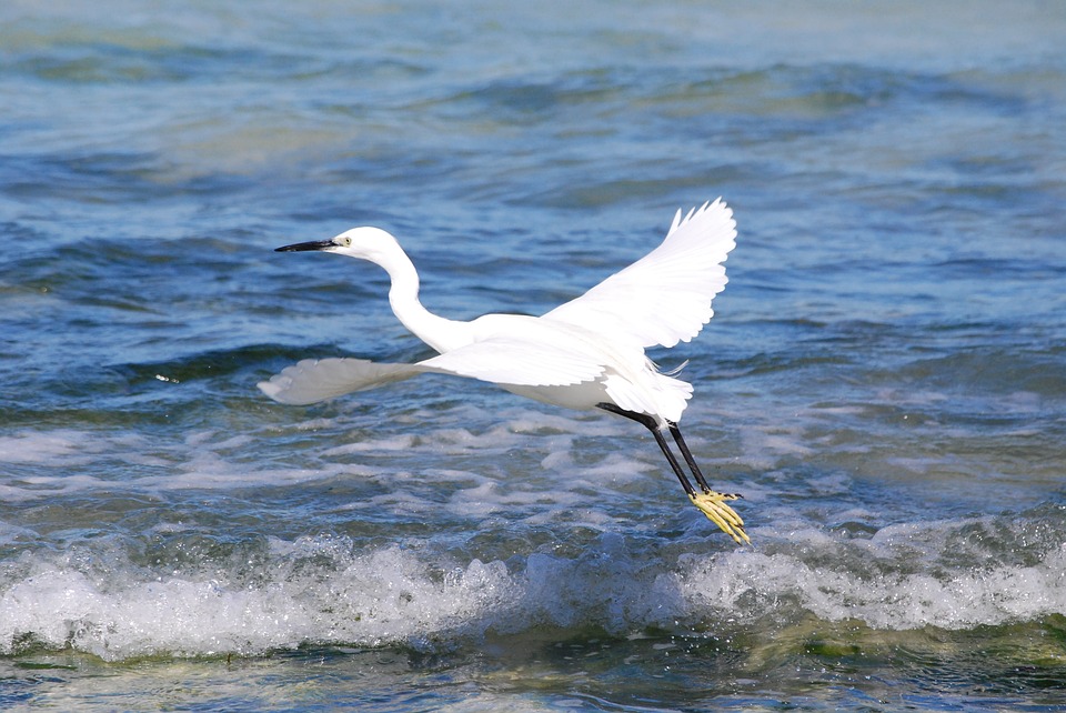 Detail Gambar Burung Laut Nomer 8