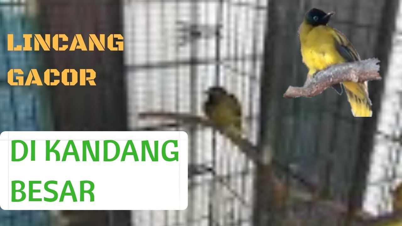 Detail Gambar Burung Lincang Nomer 2