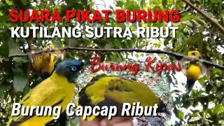 Detail Gambar Burung Lincang Nomer 56