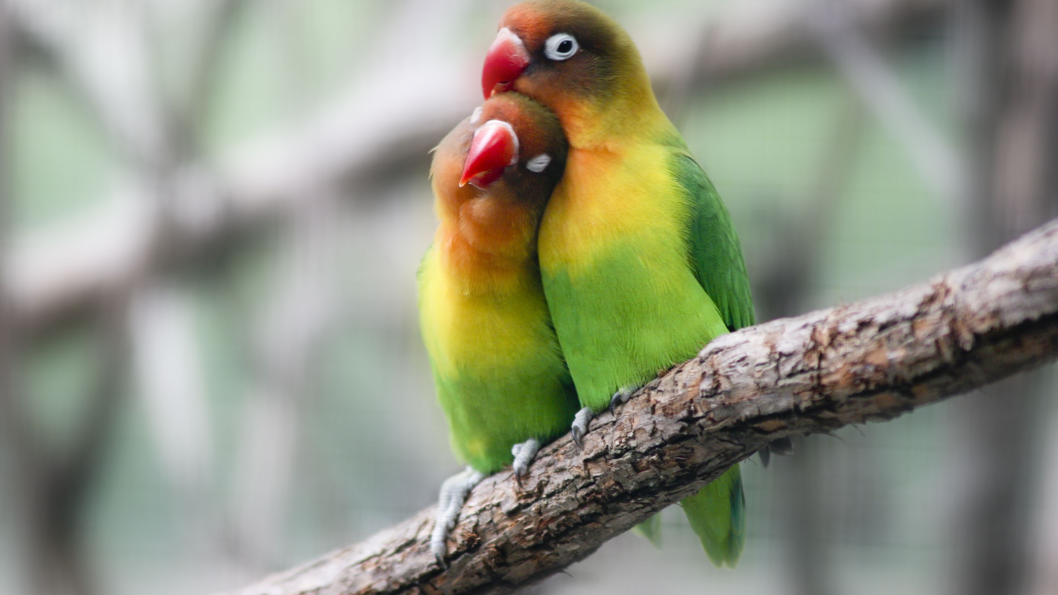 Download Gambar Burung Love Bird Nomer 31