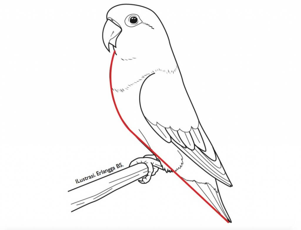 Detail Gambar Burung Lovebird Nomer 11