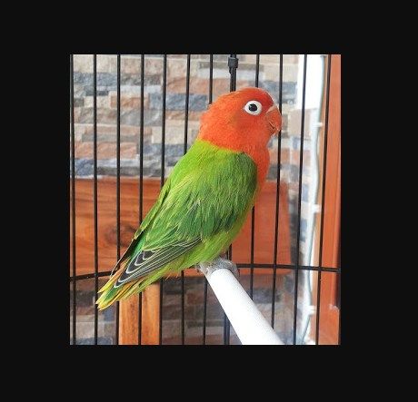 Detail Gambar Burung Lovebird Biola Nomer 39