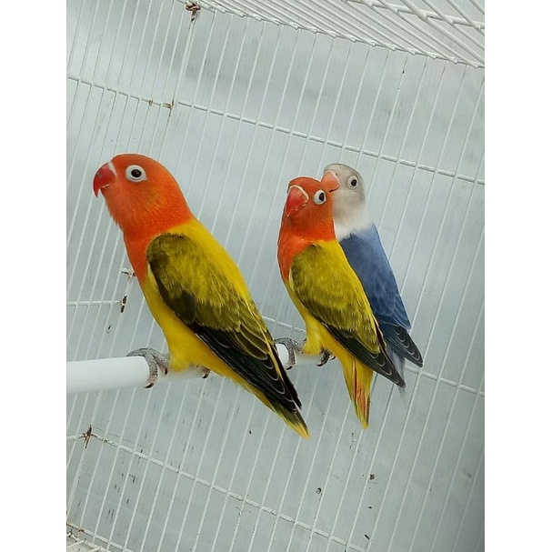 Detail Gambar Burung Lovebird Biola Nomer 45