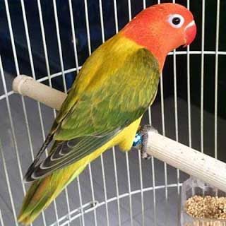 Detail Gambar Burung Lovebird Biola Nomer 53