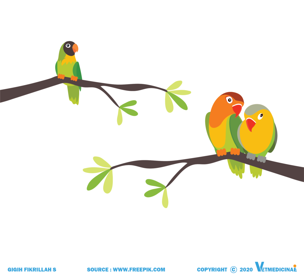 Detail Gambar Burung Lovebird Karikatur Nomer 17