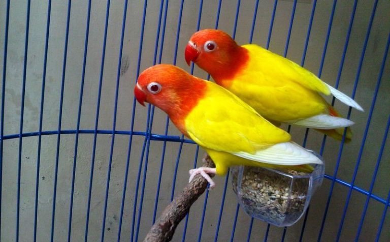 Detail Gambar Burung Lovebird Paskun Nomer 12