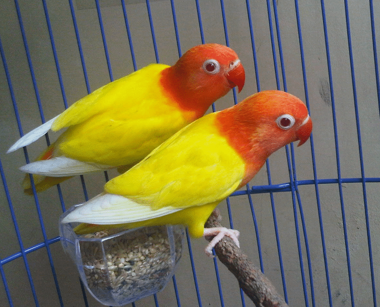 Detail Gambar Burung Lovebird Paskun Nomer 15