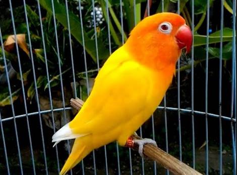 Detail Gambar Burung Lovebird Paskun Nomer 38