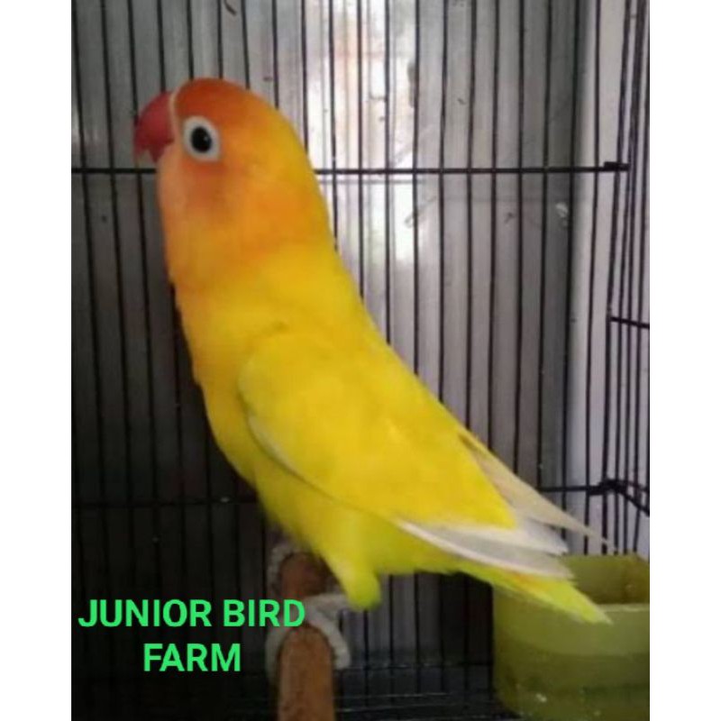 Detail Gambar Burung Lovebird Paskun Nomer 5