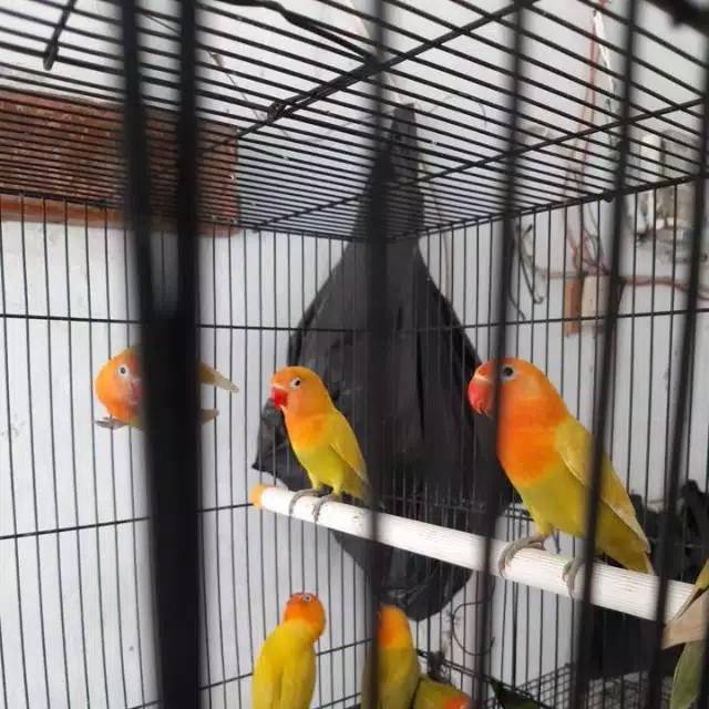 Detail Gambar Burung Lovebird Paskun Nomer 40