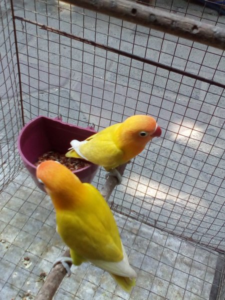 Detail Gambar Burung Lovebird Paskun Nomer 43