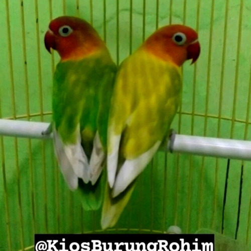 Detail Gambar Burung Lovebird Paskun Nomer 51