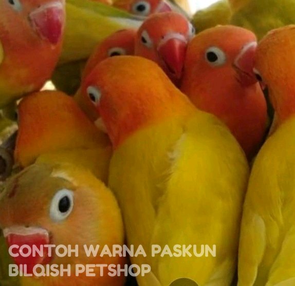 Detail Gambar Burung Lovebird Paskun Nomer 58