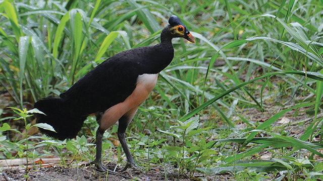 Detail Gambar Burung Maleo Nomer 19