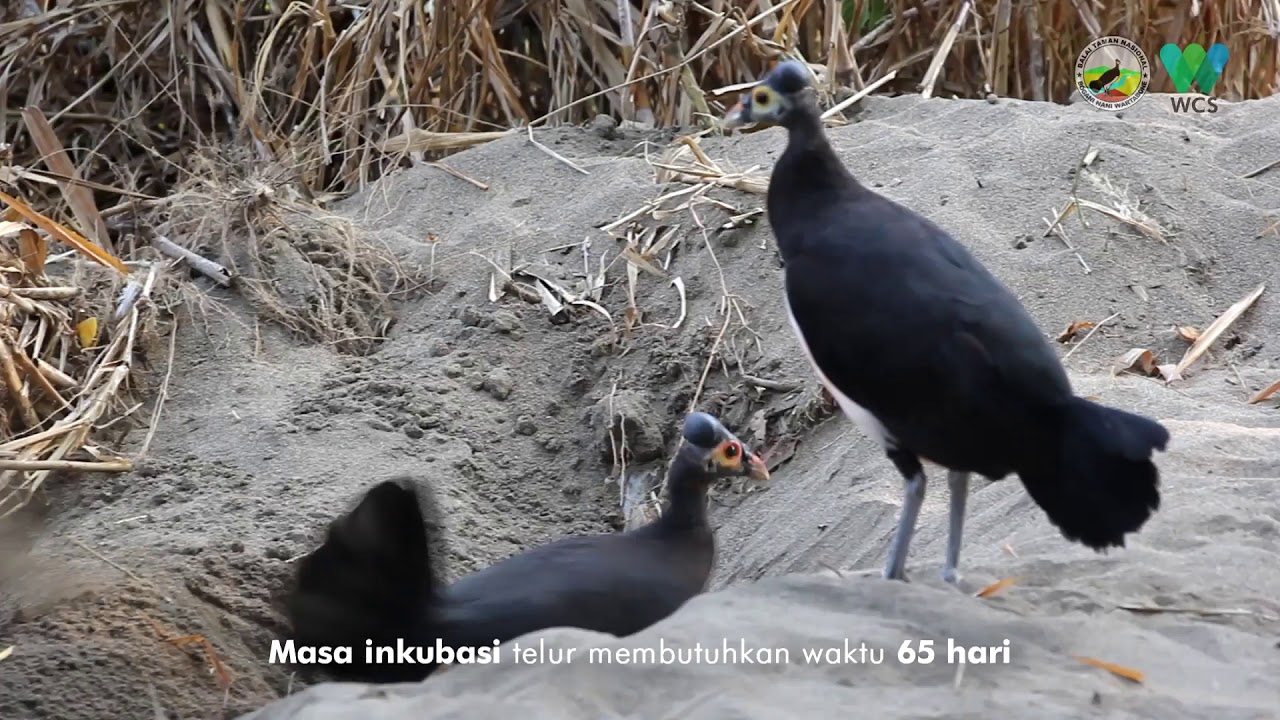 Detail Gambar Burung Maleo Nomer 39