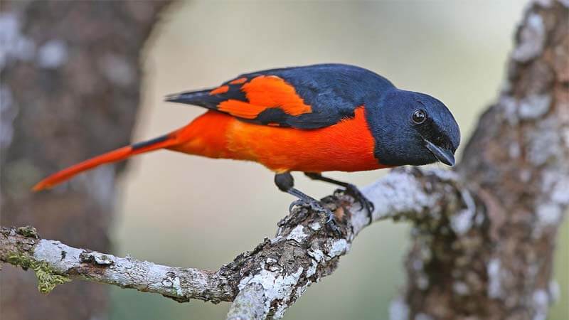 Gambar Burung Mantenan - KibrisPDR