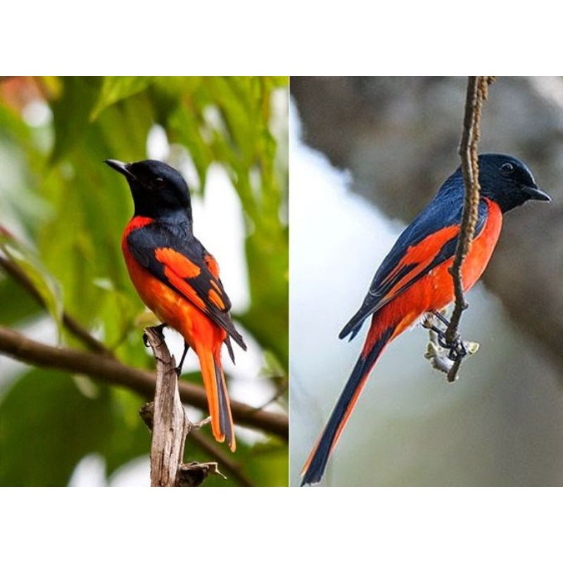 Detail Gambar Burung Mantenan Nomer 2