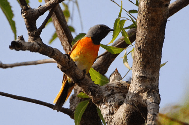Detail Gambar Burung Mantenan Nomer 12