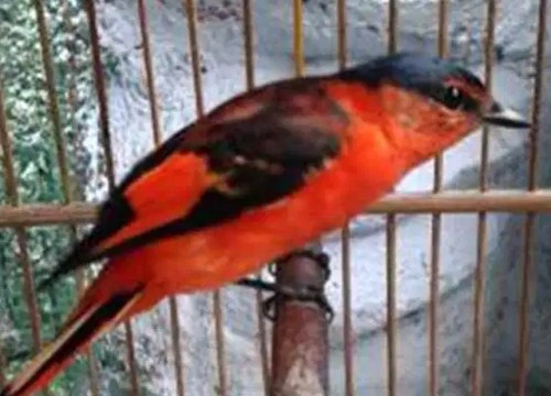 Detail Gambar Burung Mantenan Nomer 13