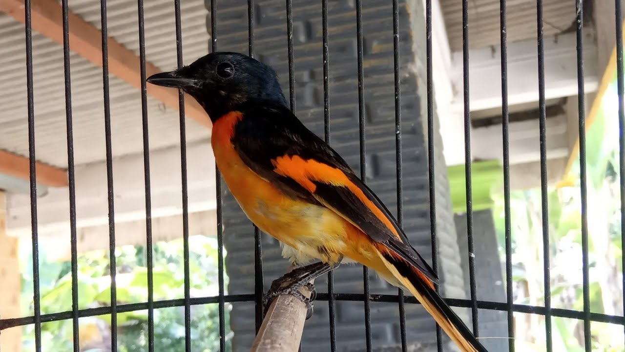 Detail Gambar Burung Mantenan Nomer 14