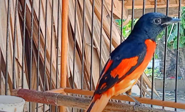 Detail Gambar Burung Mantenan Nomer 15
