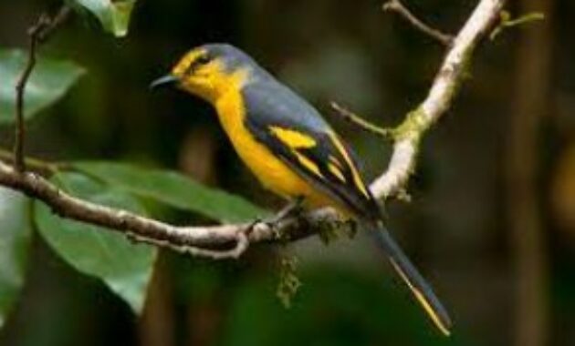 Detail Gambar Burung Mantenan Nomer 16