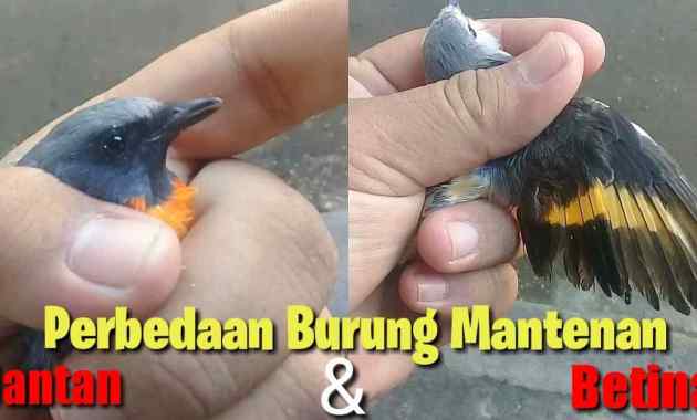 Detail Gambar Burung Mantenan Nomer 17