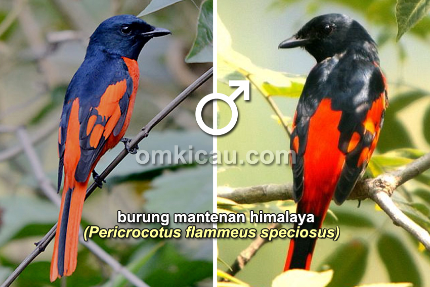 Detail Gambar Burung Mantenan Nomer 18